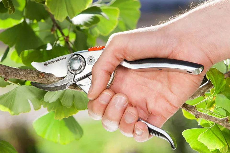 Hướng dẫn sử dụng kéo cắt cây đơn giản